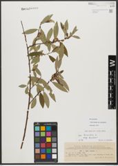 Foto von Salix triandra subsp. amygdalina (L.) Schübl. & G. Martens